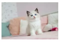 Siberian Kittens for Sale | Siberian Cat for Sale