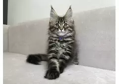 Maine Coon Cats for sale | Maine Coon kittens for sale