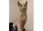 Abyssinian cat for sale