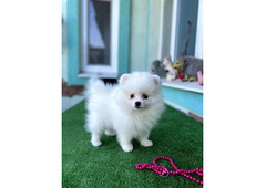 Male and Female Pomeranian Puppies Available