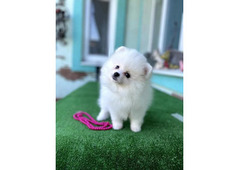 Male and Female Pomeranian Puppies Available
