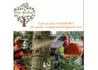 Are you looking for tree pruning in Round Green?