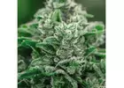 Exotic Dreams DC: Premium Weed Delivery for Sativa, Hybrid, and Indica Strains