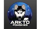 Pomsky Breeders Alberta | Arkto Pomskies