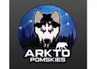 Pomsky Breeders Alberta | Arkto Pomskies