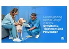 Health Kennel Cough in Dogs (Symptoms, Treatment, and Prevention)
