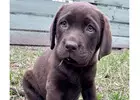 Labrador Retriever Puppies for Sale IN victoria