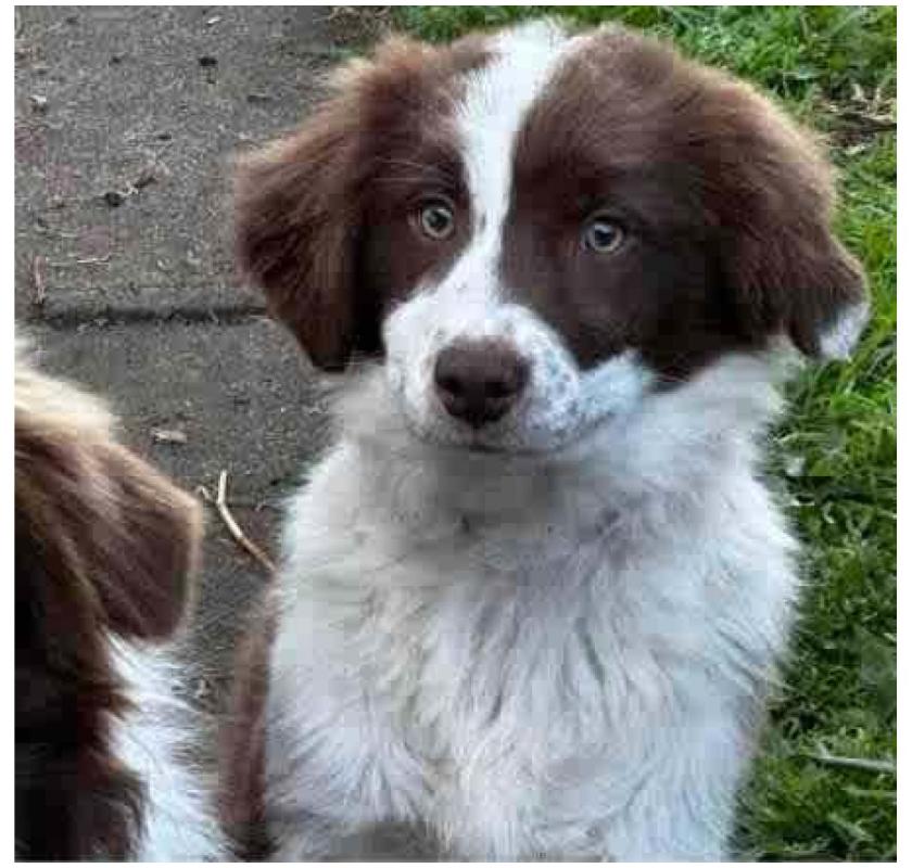 Border collie puppies