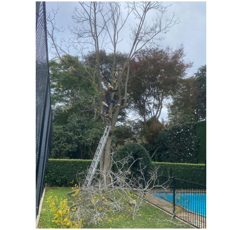 Tree Services North Shore