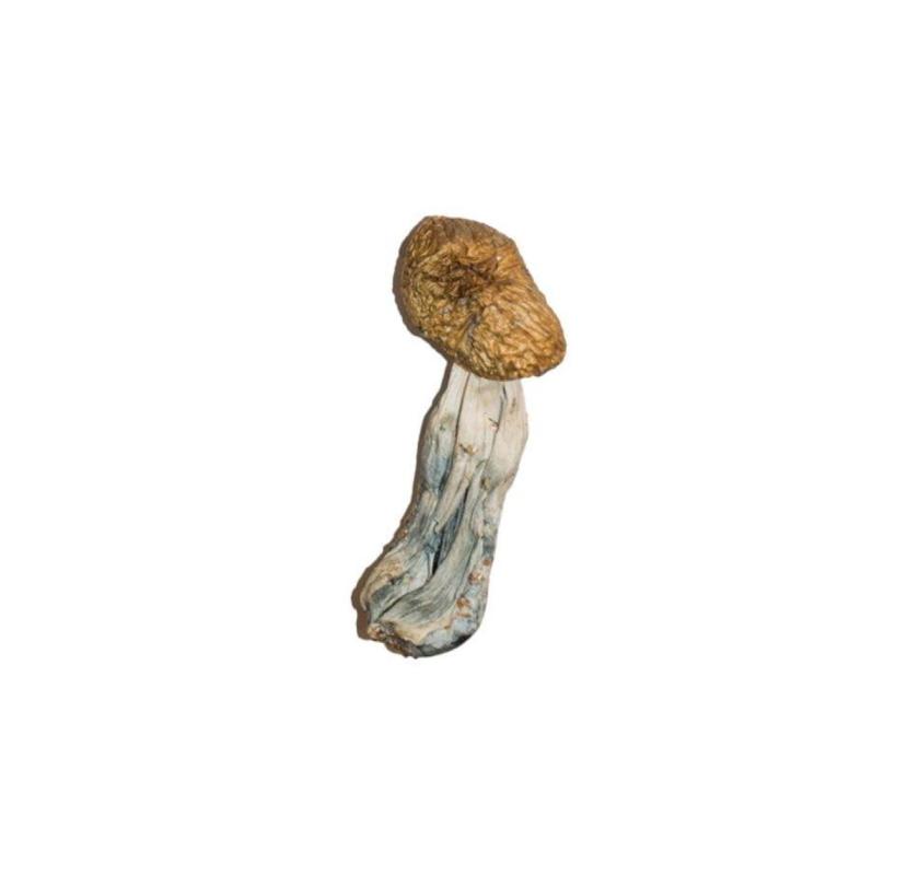 Buy golden teacher magic mushroom