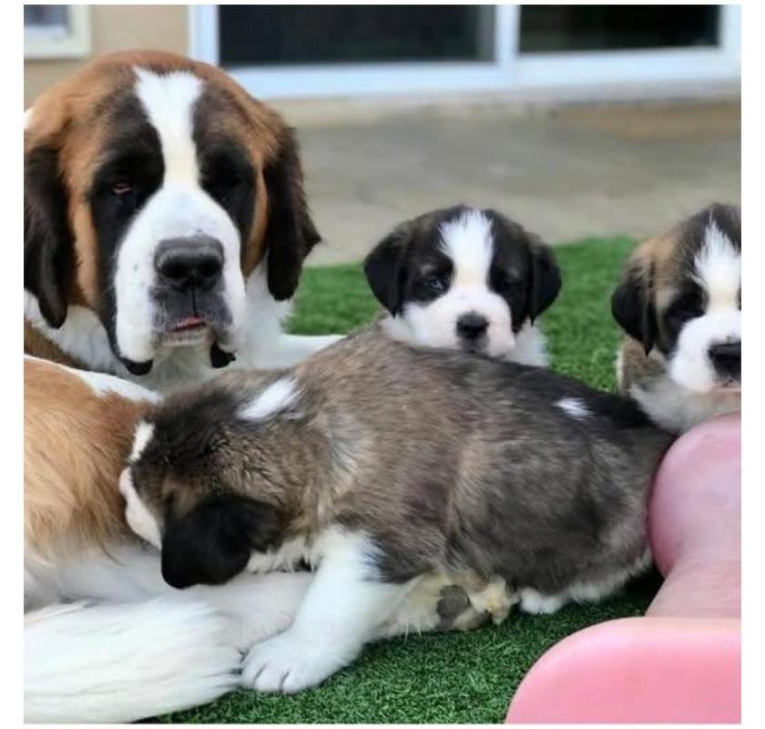 SAINT BERNARD PUPPIES FOR ADOPTION ❤