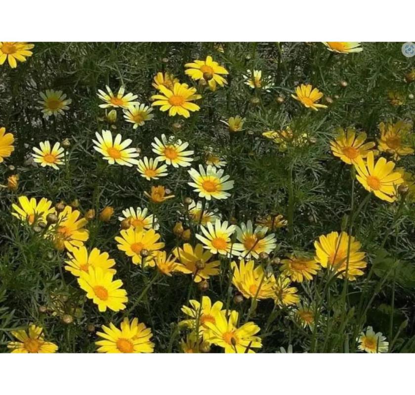 Grow Healthy Crown Daisy Plants from Seeds - The Edible Chrysanthemum