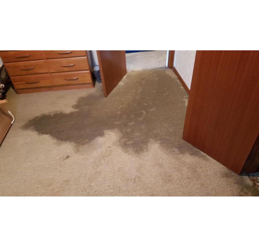 Quick Carpet Drying Service You Can Trust