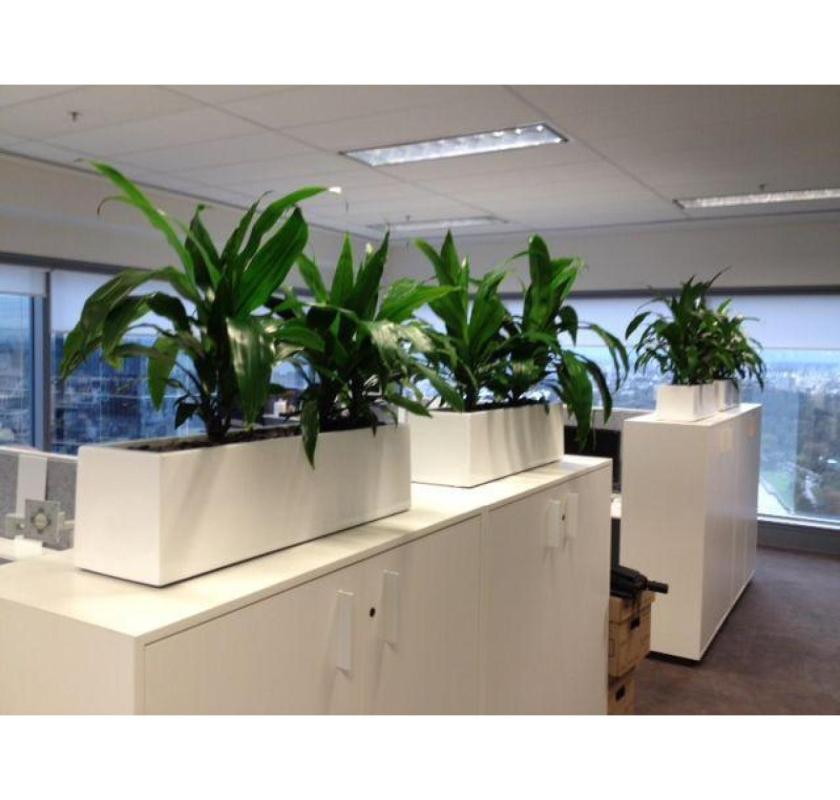 Elevate Your Space with Professional Plant Hire Services