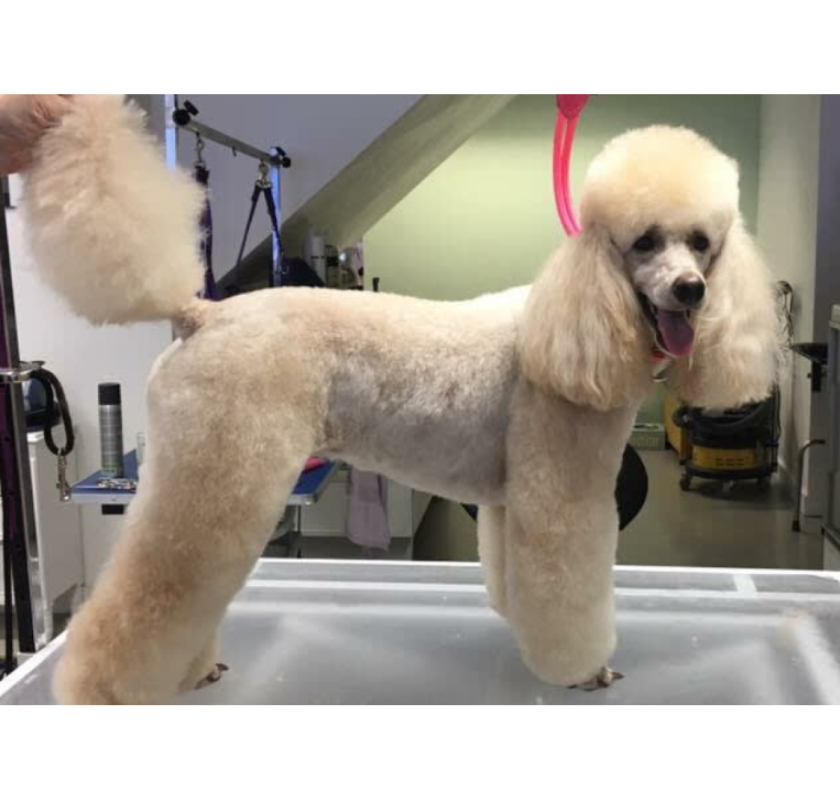 Best service for Dog Grooming in Gardeners Green