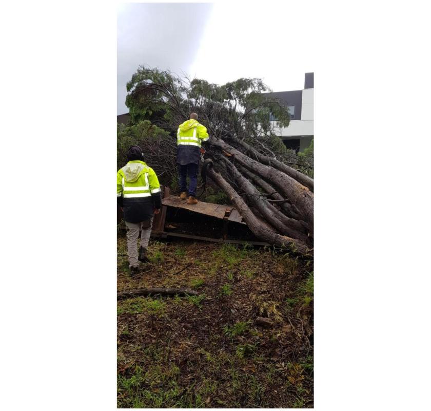 Dead Wooding North Shore