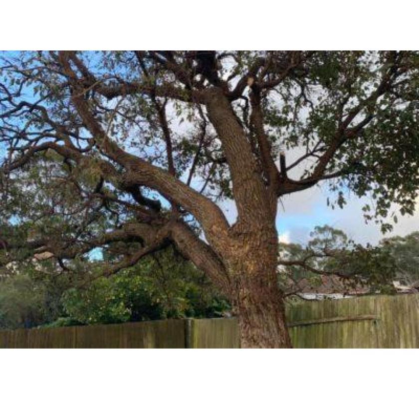 Tree Lopping Mona Vale