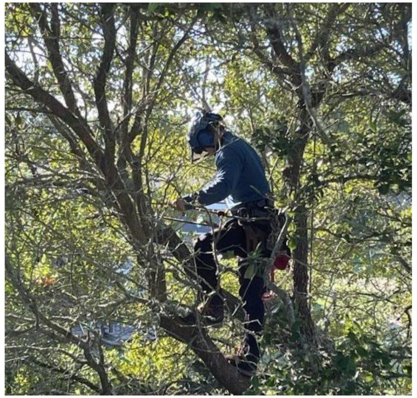 Tree removal services in college station