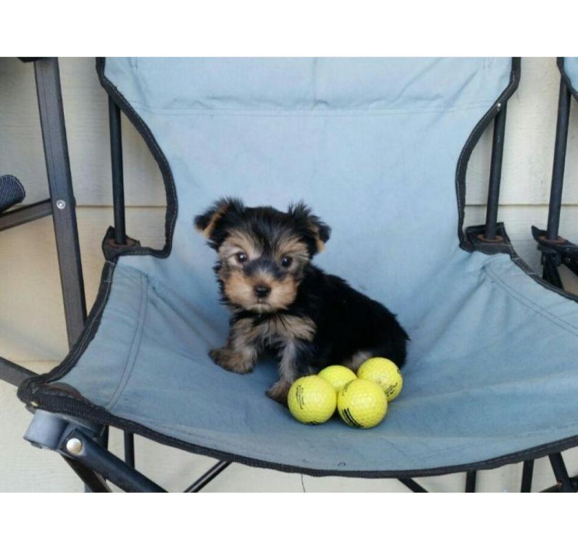 Yorkshire terrier puppies for adoption