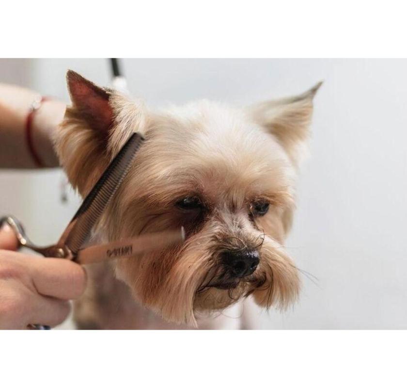Professional Pet Haircut Service in Fishhawk