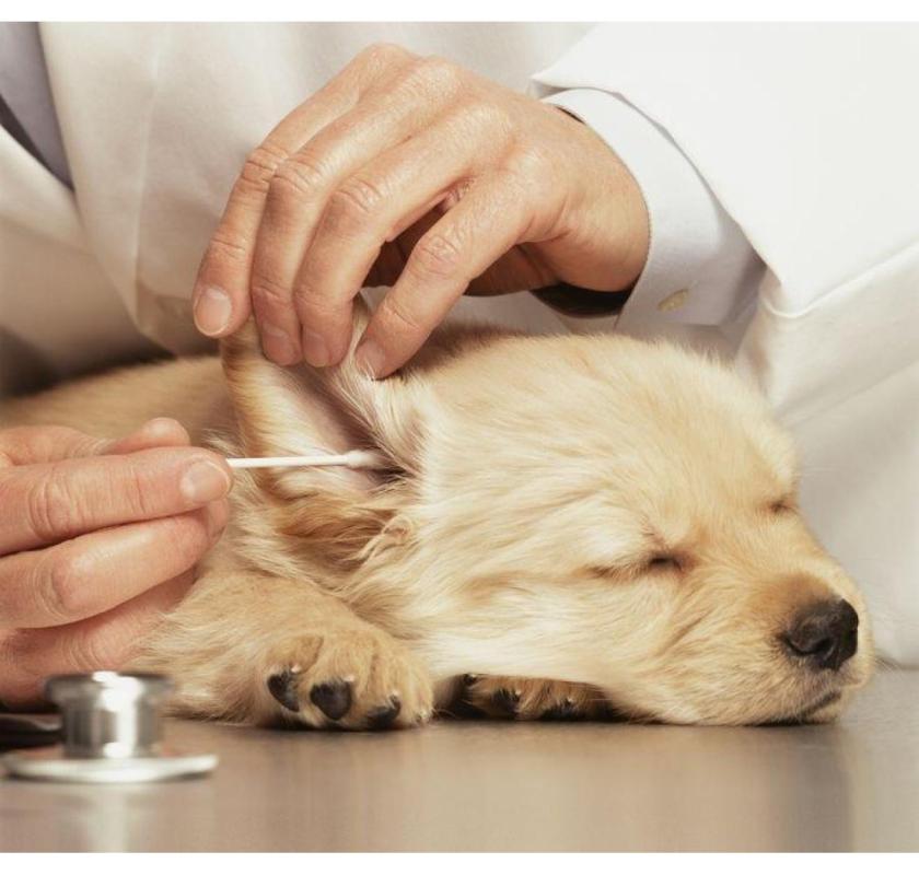 Gentle & Safe Dog Ear Cleaning in Oviedo