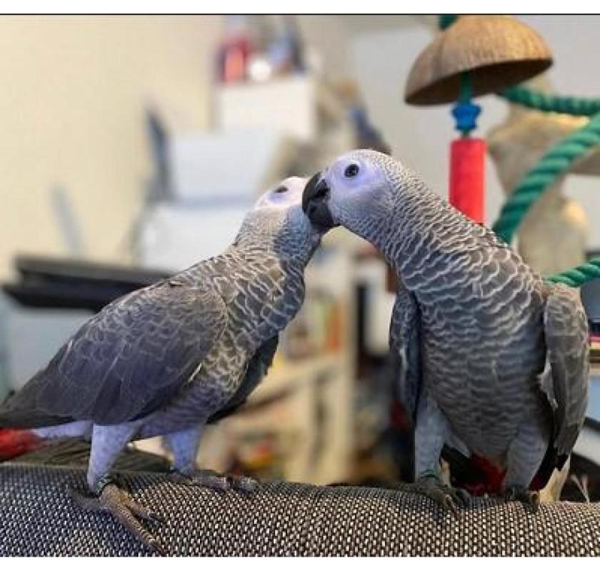 Talking Male and Female African Grey Parrots For Sale/Macaw/Cockatoo