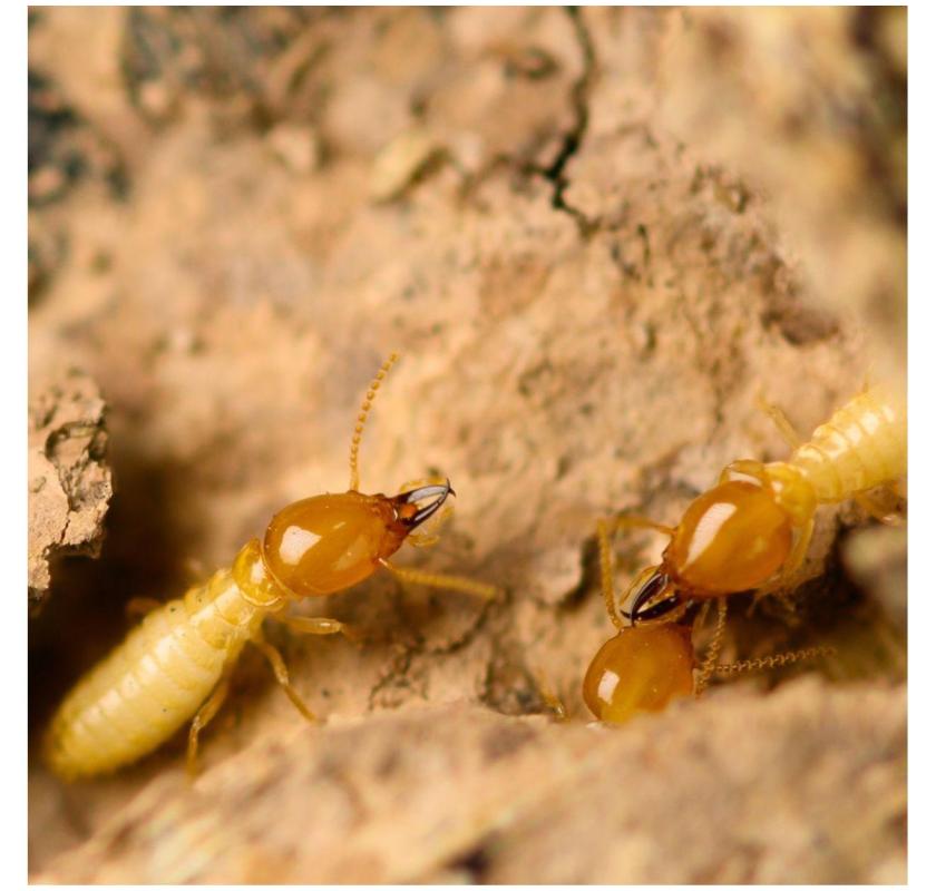 Friendly Pest Control