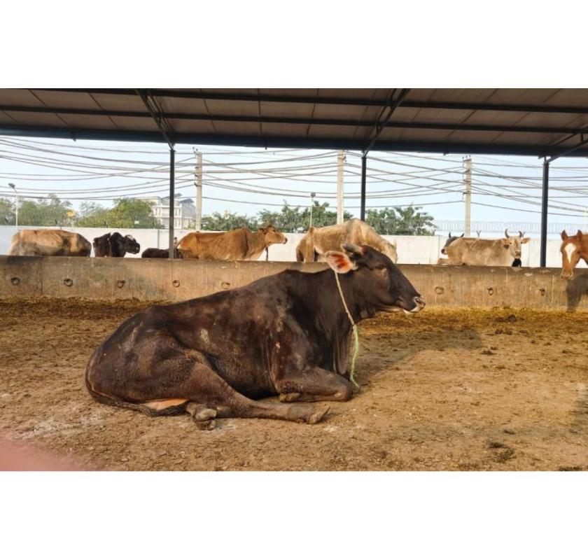 Support and Save Sacred Cows: Donate for Gaushala Today