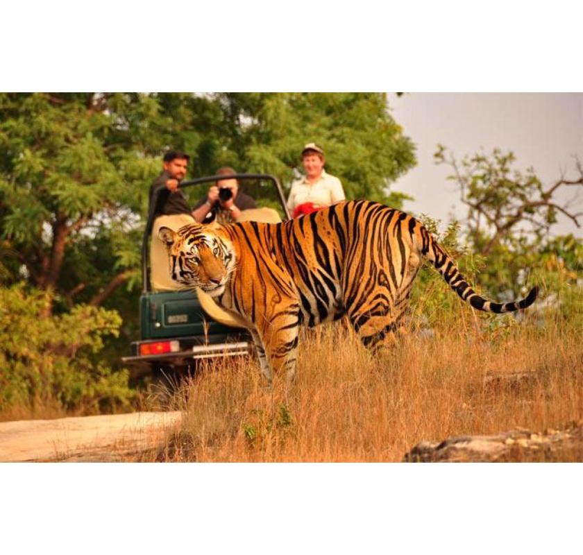 Book Exciting Wildlife Tour Packages – Explore India’s Wild