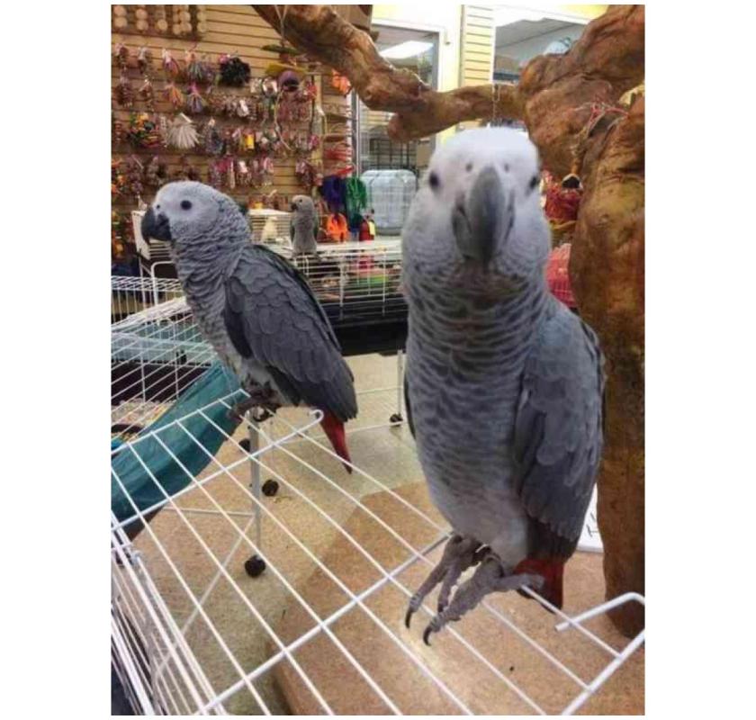 Hand-reared  African Grey Parrots