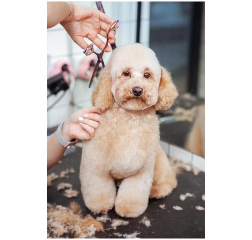 Pamper Your Pup with Affordable Grooming in Oviedo