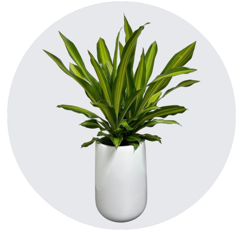 Top-Quality Melbourne Indoor Plants for Hire & Sale