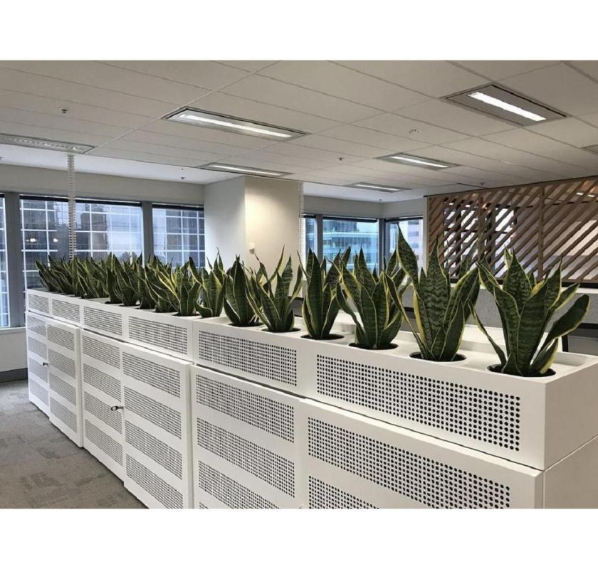 Buy or Hire the Best Indoor Plants for Any Space