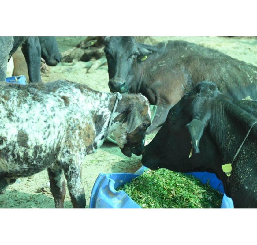 Support Cow Welfare with Gaushala Online Donation