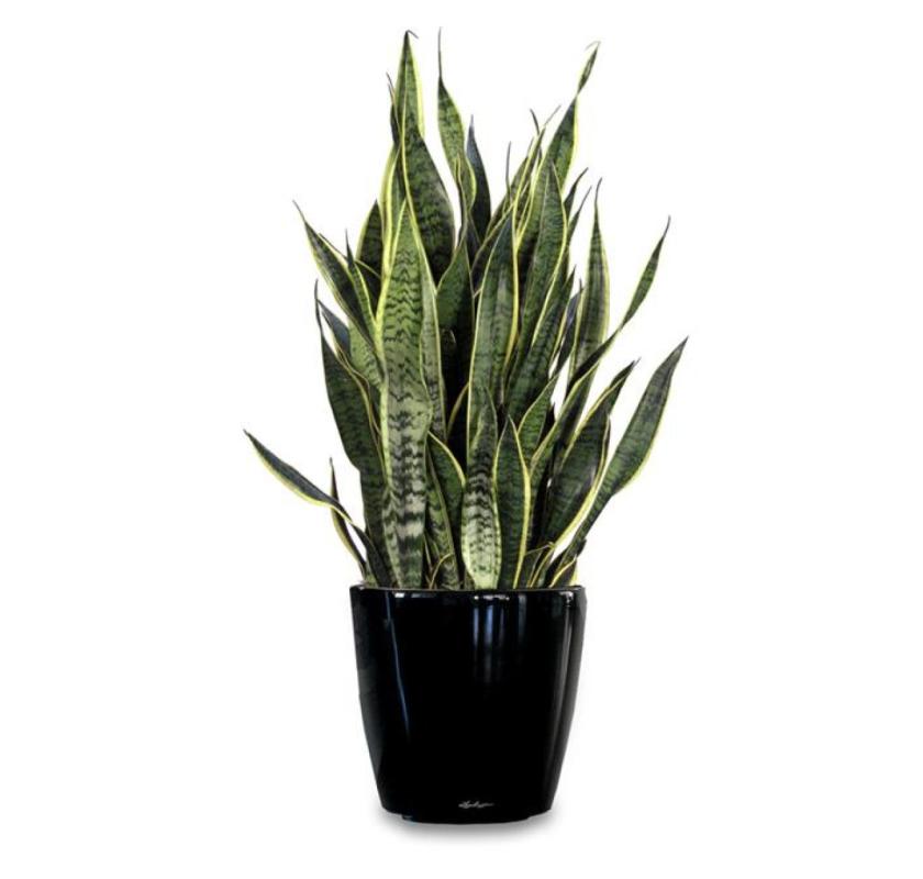 Professional Office Indoor Plant Hire in Melbourne – Enhance Your Workspace