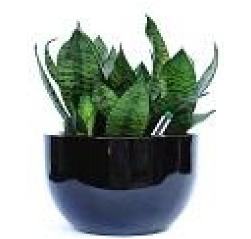 Affordable Indoor Plant Hire Melbourne – Liven Up Your Space Today!