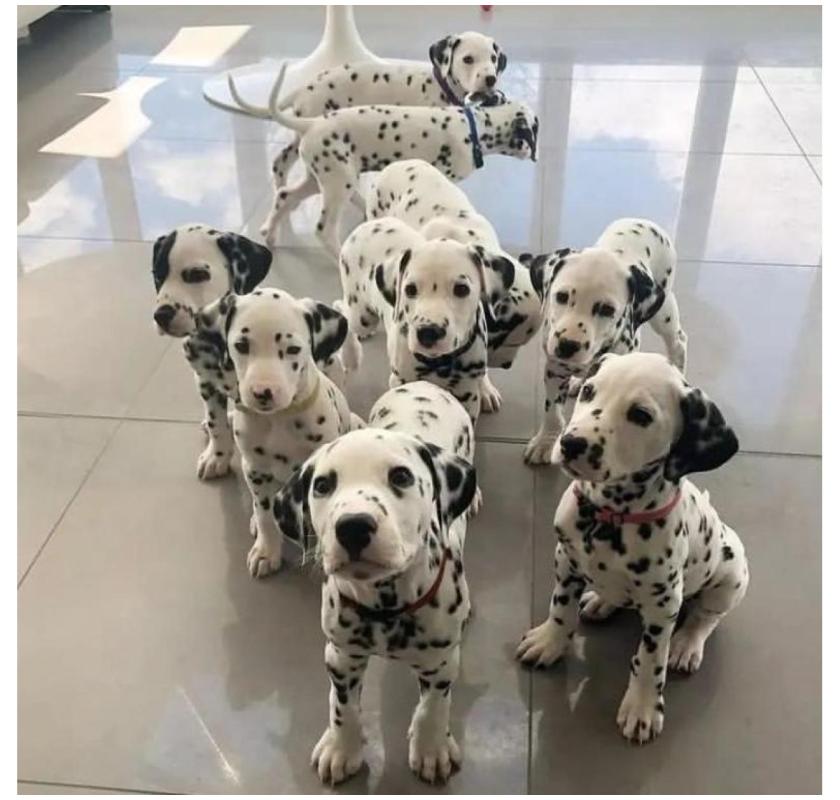AKC Dalmatian puppies ready for their loving homes, 