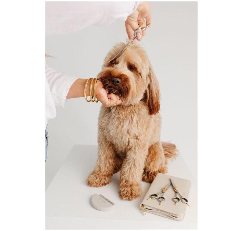 Keep Your Furry Friend Fresh and Clean in Oviedo