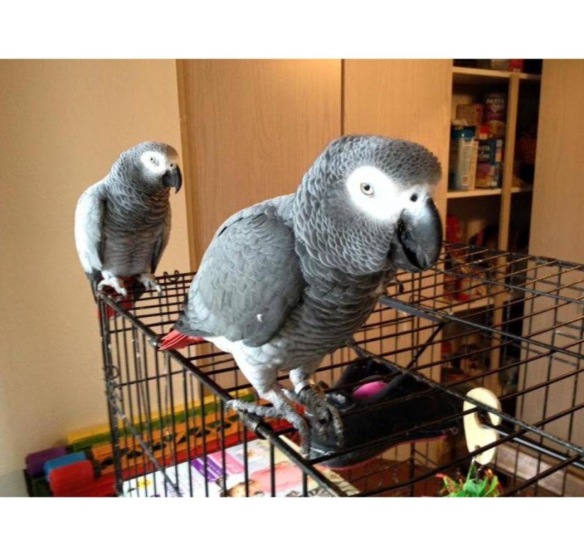 Hand Raised African Grey Parrots Available