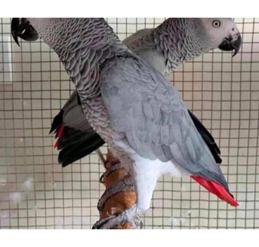 Pairs of Hand Raised African Grey Parrots Available 