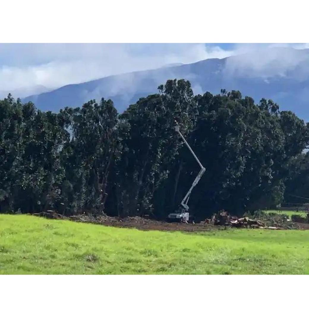 Precision-driven home tree services you can trust – Arborist Services, LLC