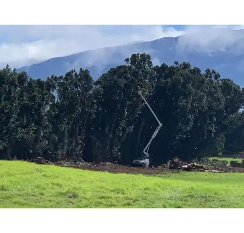 Precision-driven home tree services you can trust – Arborist Services, LLC