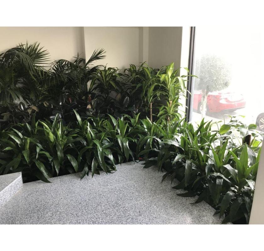 Affordable Plant Hire Melbourne – Perfect for Offices, Events & Homes