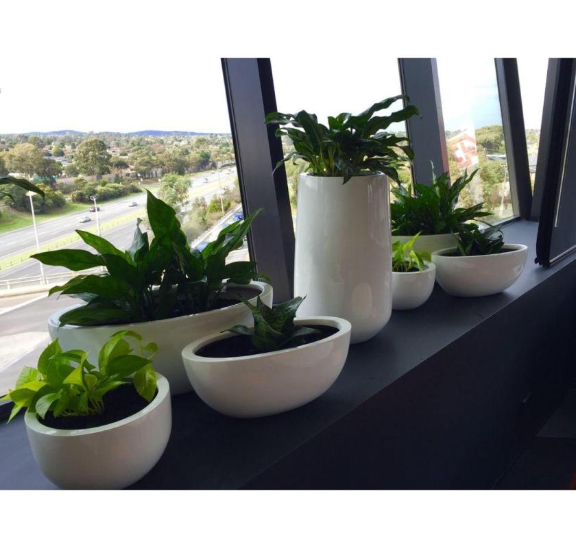 Stylish & Affordable Plant Hire – Green Solutions for Every Space