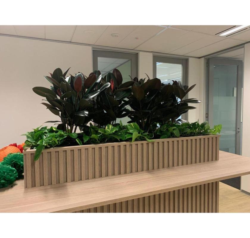 Vibrant Office Plants for a Healthier, Greener Workplace