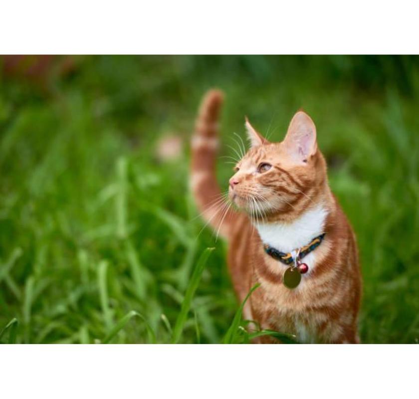 Buy Pet Tags Online – Engraved & Personalised Tags
