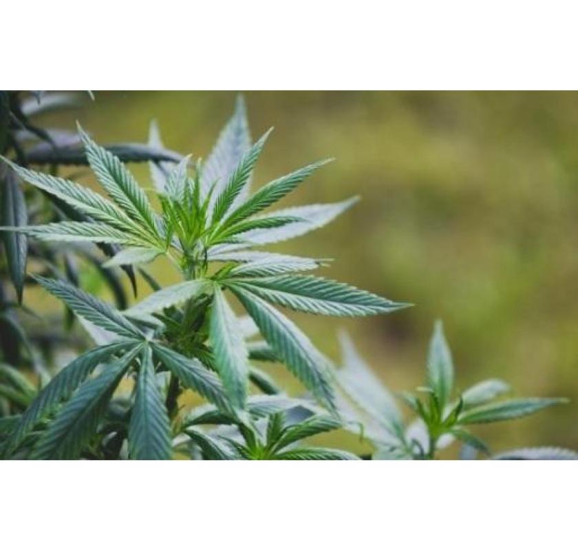 Buying Marijuana Online