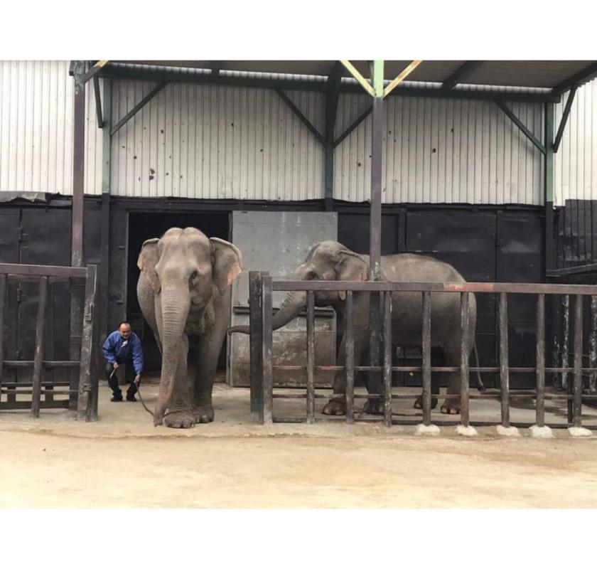 Animal Exchange Services in Thailand