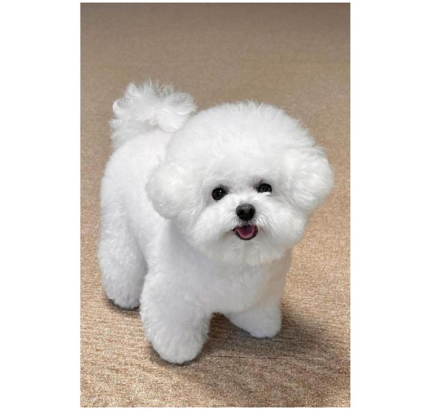 Gentle and Professional Puppy Grooming Services in Oviedo