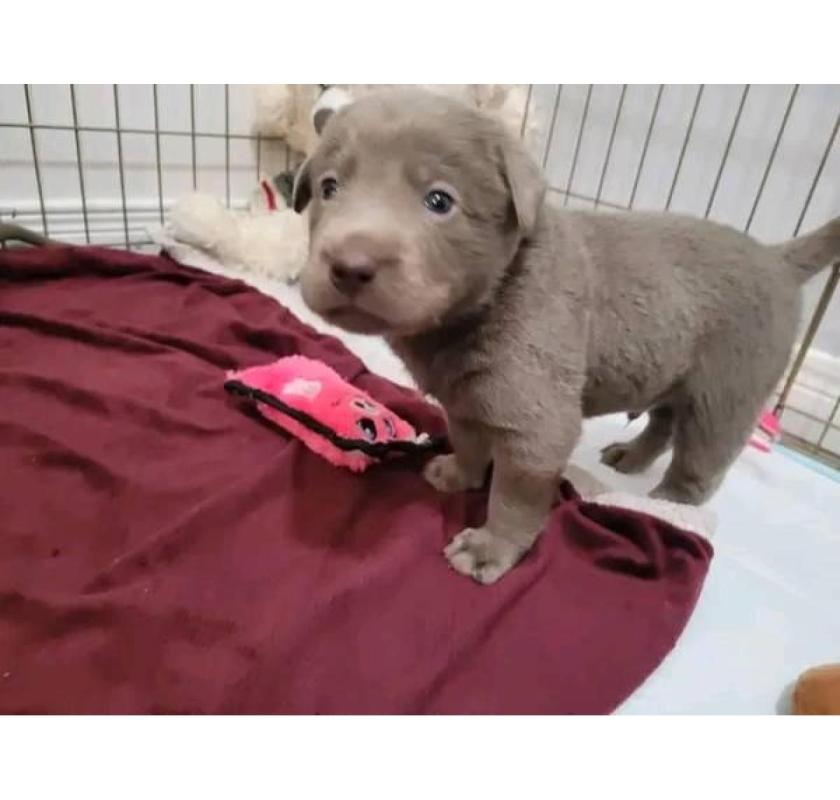 Adorable male and female Labrador retriever puppies 